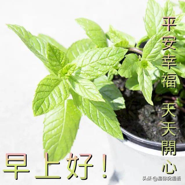 周日早上好問候語圖片表情包（今天早上最新最好的問候語與圖片大全）