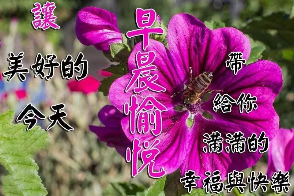 早安讓我們彼此安康快樂（祝愿你安康幸福開心圖片）