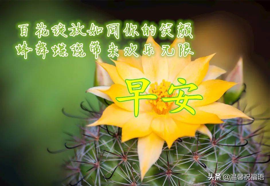 早上好圖片鮮花表情 鮮花祝福早上好健康動態圖片