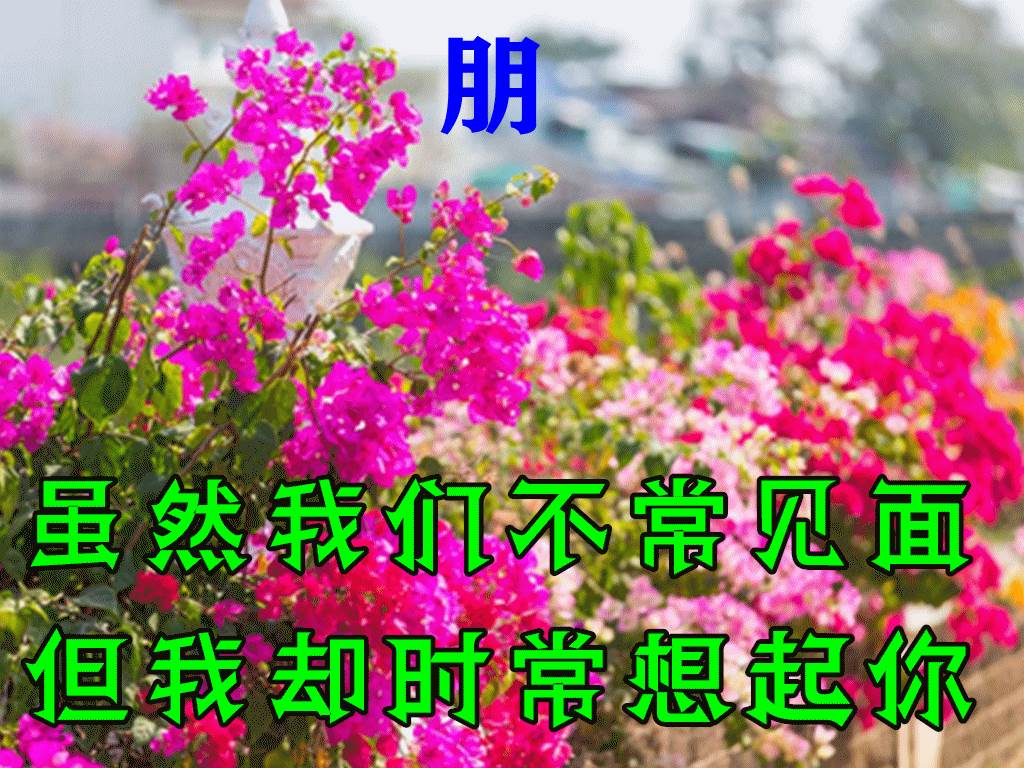 漂亮早上好問候圖片鮮花帶字_問候早上好動畫圖片及問候語