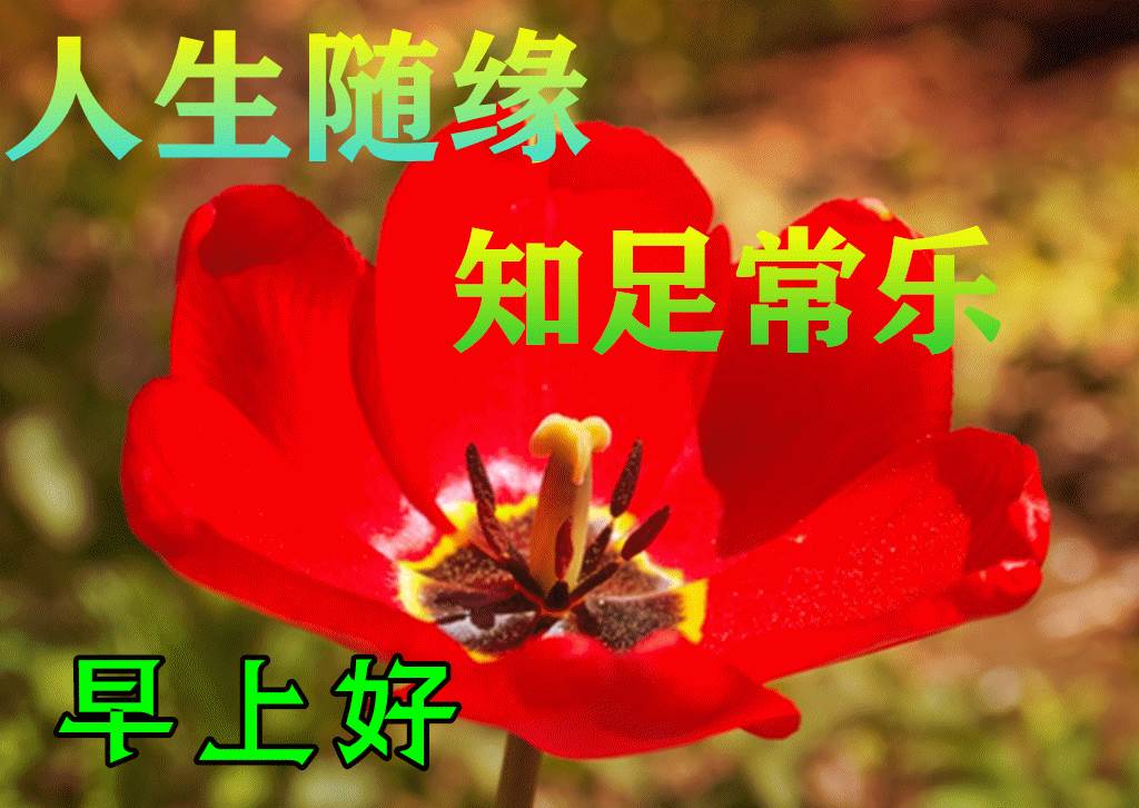 漂亮早上好問候圖片鮮花帶字_問候早上好動畫圖片及問候語