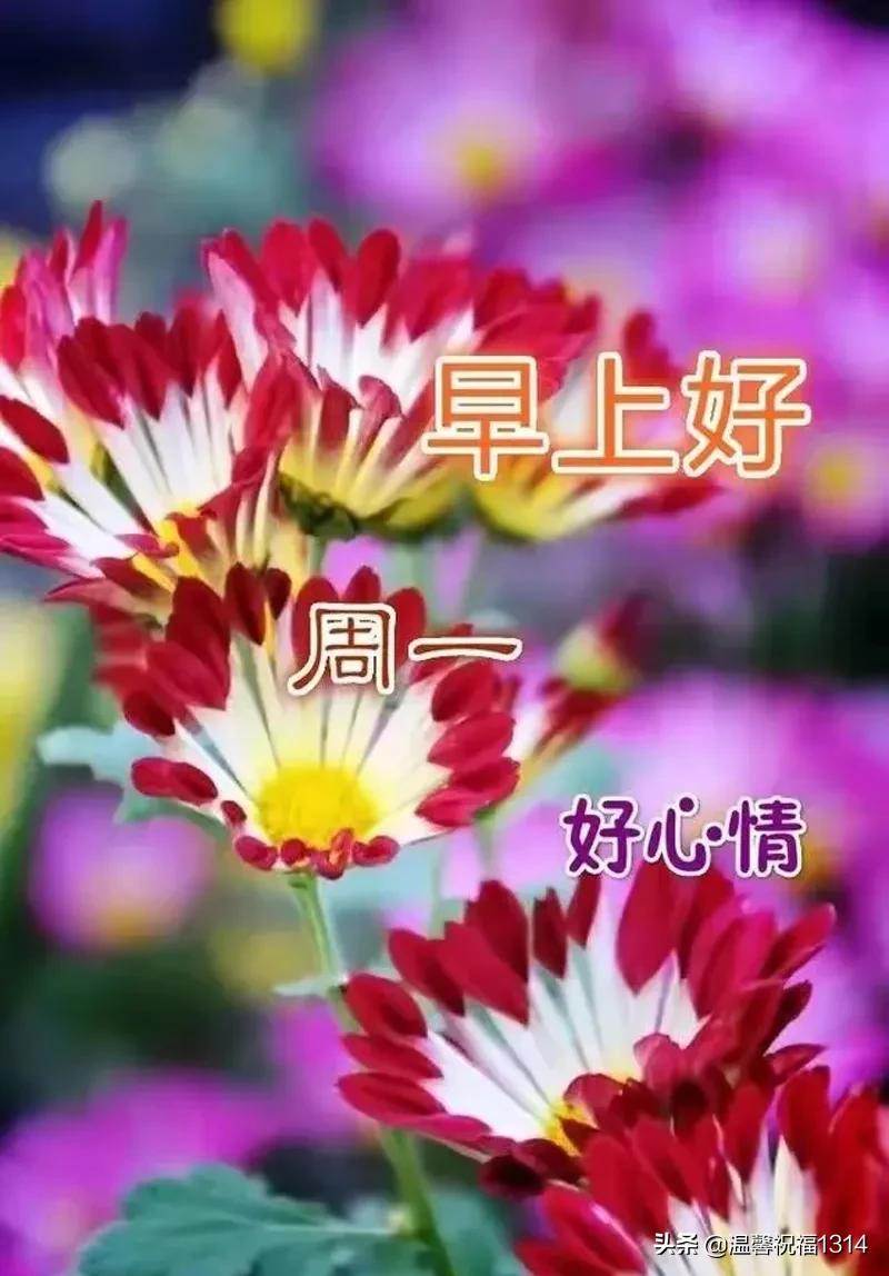 周日早上祝福圖片大全（星期一早上最新祝福語加圖片）