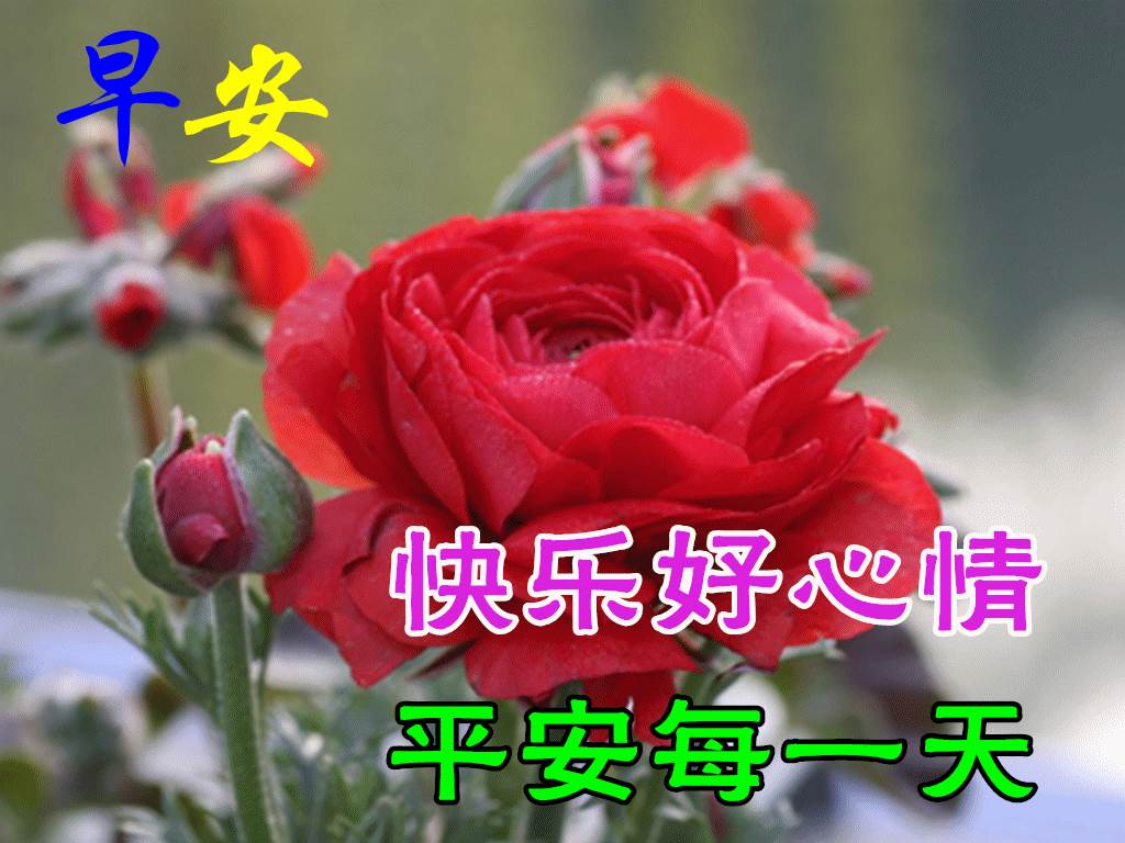 漂亮早上好問候圖片鮮花帶字_問候早上好動畫圖片及問候語