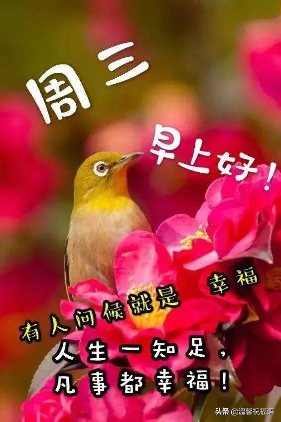 周日早安問候祝福圖片來美篇（早上好祝福語優美句子動態圖片）