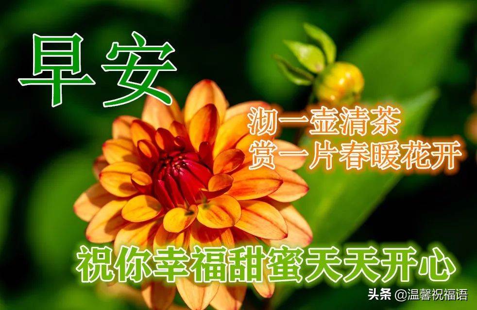 早上好圖片鮮花表情 鮮花祝福早上好健康動態圖片