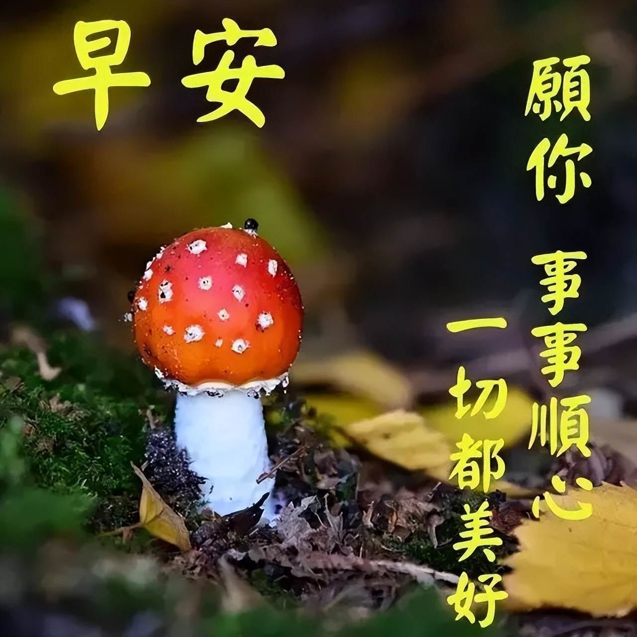 早安樂觀積極向上的語錄 樂觀向上的一句話