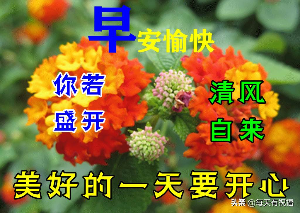 漂亮早上好問候圖片鮮花帶字_問候早上好動畫圖片及問候語