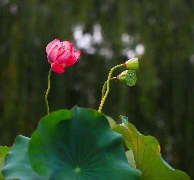 在紅塵中修行的人生感悟金句圖片（在紅塵中修行的人生感悟金句摘抄）