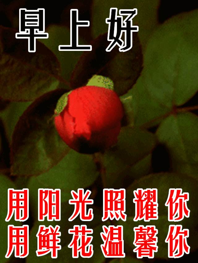 喜迎四季平安福 早安晚安四季平安