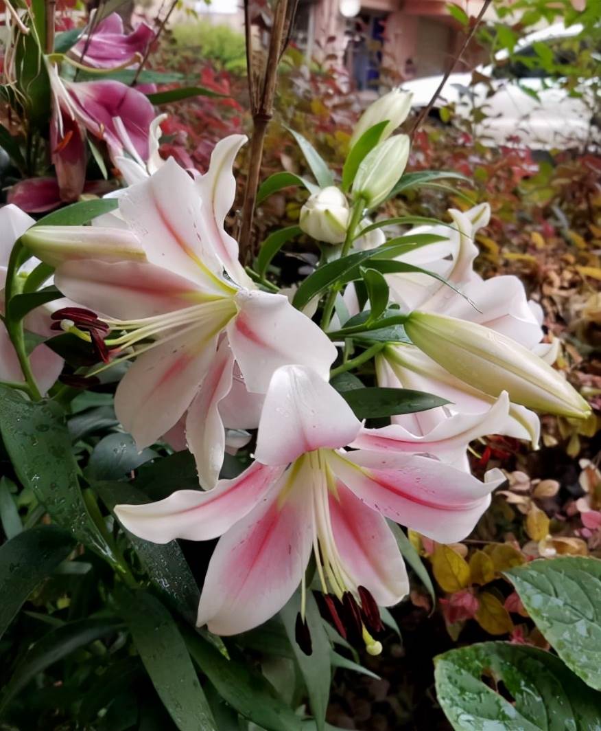 養花的道理_養花養的是一種心境