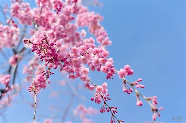 清晨祝福語早上好問候語（最美的早上好問候語句子）