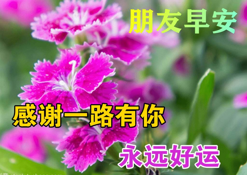 漂亮早上好問候圖片鮮花帶字_問候早上好動畫圖片及問候語