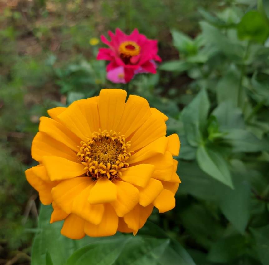 養花的道理_養花養的是一種心境