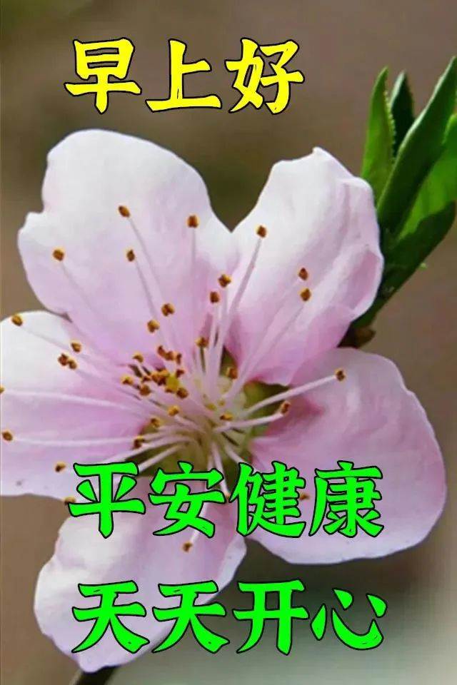 早安好圖片漂亮問候語動態圖溫馨（早安祝福語配圖片早安問候語帶圖片）