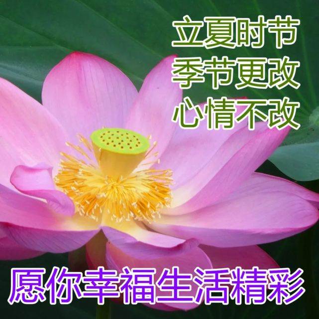 立夏經典祝福語 立夏祝福圖片高清