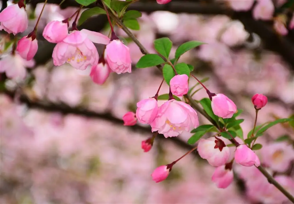 祝福閨蜜生日快樂的四字詞語 閨蜜生日四個字祝福語