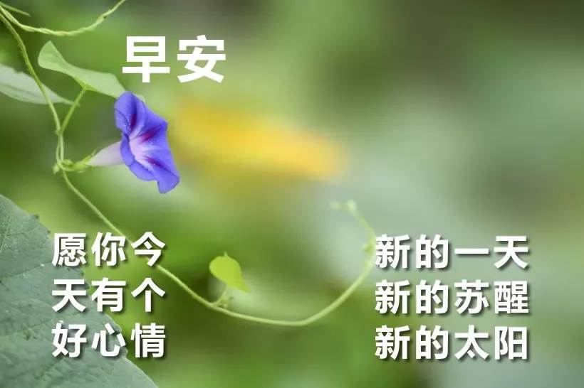 早上圖片問候表情圖片祝福語（最新的早上好動態問候祝福語圖片大全）