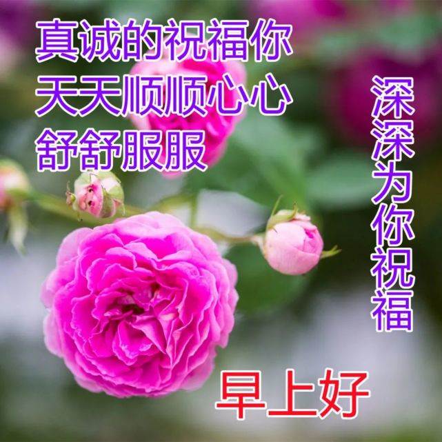 最近早安祝福問候語圖片大全_早安祝福語配圖片早安問候語帶圖片