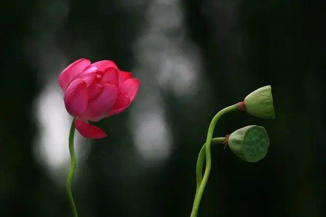 在紅塵中修行的人生感悟金句圖片（在紅塵中修行的人生感悟金句摘抄）