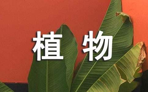 神奇的'植物王國作文